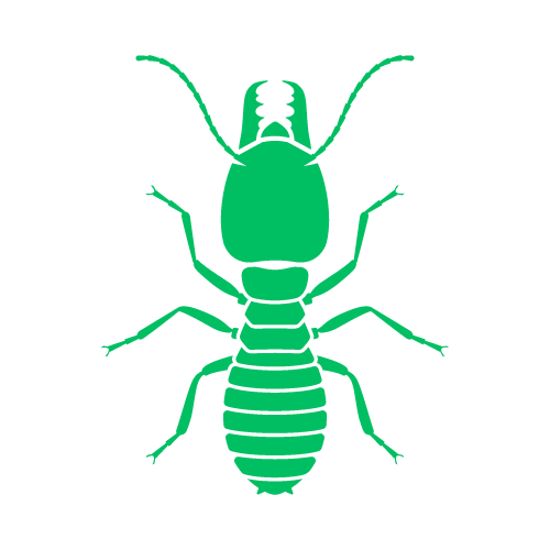 Termites - Parasites